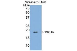 Western blot analysis of the recombinant protein. (LALBA antibody  (AA 20-159))