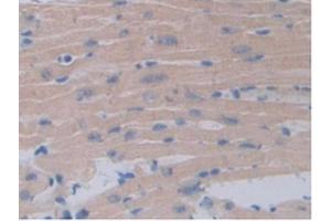 IHC-P analysis of Mouse Heart Tissue, with DAB staining. (Occludin antibody  (AA 17-107))