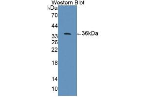 Figure. (PPFIA1 antibody  (AA 1-250))