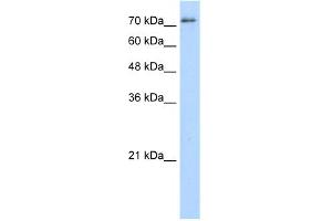 WB Suggested Anti-SFPQ Antibody Titration:  5. (SFPQ antibody  (Middle Region))