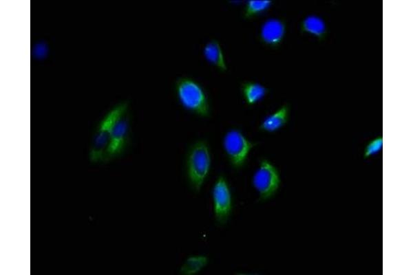 GNGT2 antibody  (AA 1-66)