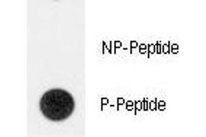 Dot blot analysis of phospho-TERT antibody. (TERT antibody  (pTyr707))