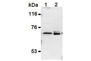 Western Blotting (WB) image for anti-Synaptotagmin II (SYT2) (AA 1-20), (N-Term) antibody (ABIN1449191)