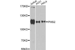 Western blot analysis of extracts of various cell lines, using PMS2 antibody (ABIN6292715) at 1:1000 dilution.
