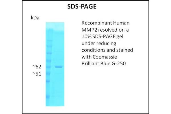 MMP2 Protein