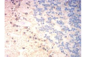 Immunohistochemical analysis of paraffin-embedded cerebellum tissues using S100B mouse mAb with DAB staining. (S100B antibody  (AA 1-92))