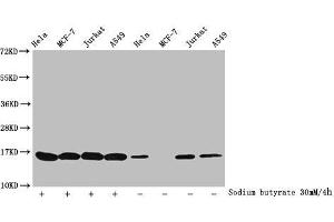 Western Blot Detected samples: Hela whole cell lysate, MCF-7 whole cell lysate, Jurkat whole cell lysate, A549 whole cell lysate, Untreated (-) or treated (+) with 30 mM sodium butyrate for 4h All lanes: HIST1H3A antibody at 1:100 Secondary Goat polyclonal to rabbit IgG at 1/40000 dilution Predicted band size: 16 kDa Observed band size: 16 kDa (HIST1H3A antibody  (acLys27))