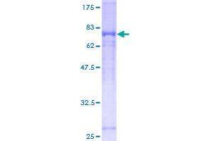 Image no. 1 for Signal-Regulatory Protein alpha (SIRPA) (AA 28-507) protein (GST tag) (ABIN1320033)
