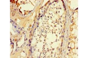 Immunohistochemistry of paraffin-embedded human testis tissue using ABIN7145717 at dilution of 1:100