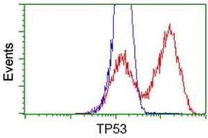 HEK293T cells transfected with either RC200003 overexpress plasmid (Red) or empty vector control plasmid (Blue) were immunostained by anti-TP53 antibody (ABIN2454669), and then analyzed by flow cytometry. (p53 antibody)