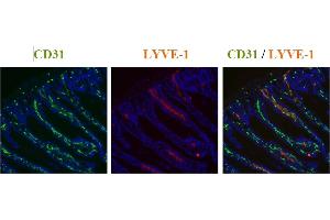 Staining of mouse colon using a CD31 antibody (green) and Lyve-1 antibody (red). (LYVE1 antibody  (AA 24-226))