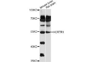 Western blot analysis of extracts of various cell lines, using HCRTR1 antibody (ABIN6292981) at 1:1000 dilution. (HCRTR1 antibody)