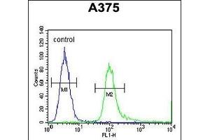SPDYE3 Antibody (Center) (ABIN654315 and ABIN2844097) flow cytometric analysis of  cells (right histogram) compared to a negative control cell (left histogram). (SPDYE3 antibody  (AA 455-483))