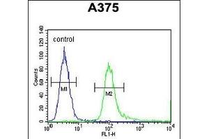SPDYE3 Antibody (Center) (ABIN654315 and ABIN2844097) flow cytometric analysis of  cells (right histogram) compared to a negative control cell (left histogram). (SPDYE3 antibody  (AA 455-483))