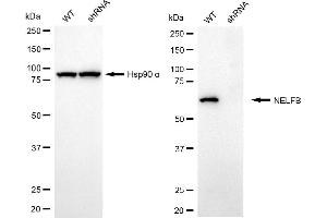 Western blotting analysis using NELFB antibody (ABIN7798110).