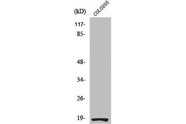 RPS27L antibody  (N-Term)