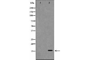 Western blot analysis on RAW264. (PFDN1 antibody  (Internal Region))