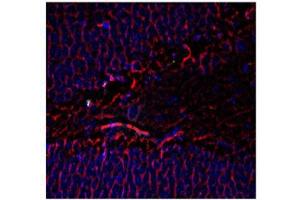 Immunohistochemistry - Mouse Anti-Tubulin B III antibody Immunohistochemistry of Mouse Anti-Tubulin ß III antibody. (TUBB3 antibody)