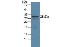 Figure. (GCLM antibody  (AA 40-251))