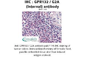 Image no. 1 for anti-G Protein-Coupled Receptor 132 (GPR132) (Internal Region) antibody (ABIN1734932) (G Protein-Coupled Receptor 132 antibody  (Internal Region))