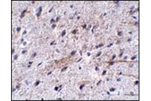 Immunohistochemistry of LRFN5 in mouse brain tissue with this product at 5 μg/ml.