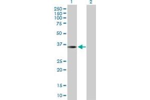 Western Blot analysis of THAP10 expression in transfected 293T cell line by THAP10 MaxPab polyclonal antibody. (THAP10 antibody  (AA 1-257))