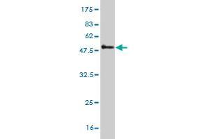 PSMB6 antibody  (AA 1-239)