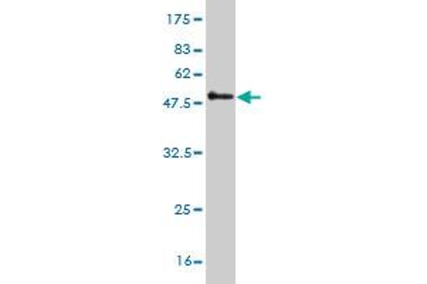 PSMB6 antibody  (AA 1-239)