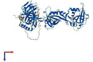 POT1 Protein (AA 1-640) (His tag)