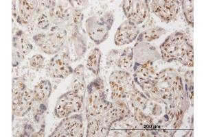 Immunoperoxidase of purified MaxPab antibody to RBM9 on formalin-fixed paraffin-embedded human placenta. (RBM9 antibody  (AA 1-380))