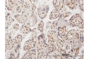 Immunoperoxidase of purified MaxPab antibody to RBM9 on formalin-fixed paraffin-embedded human placenta.