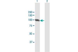 Western Blot analysis of DIAPH3 expression in transfected 293T cell line by DIAPH3 MaxPab polyclonal antibody. (DIAPH3 antibody  (AA 1-849))