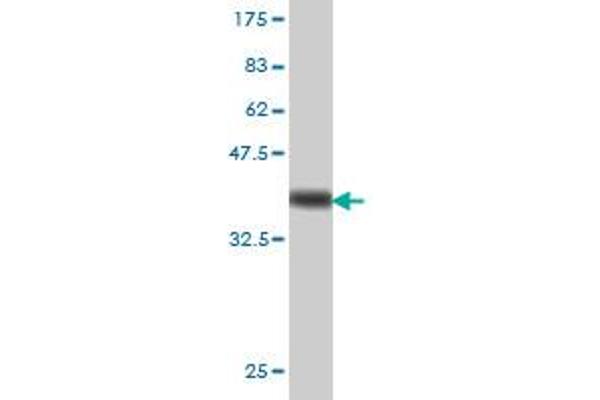 PRKAR2A antibody  (AA 1-105)