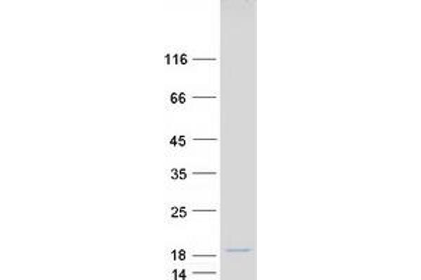 MNF1 Protein (Myc-DYKDDDDK Tag)