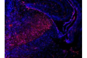 IHC-Fr Image Sox2 antibodies detects Sox2 proteins on embryonic mouse brain by immunohistochemical analysis. (SOX2 antibody)