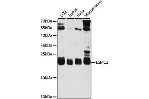 Western blot analysis of extracts of various cell lines, using LSM12 antibody (ABIN7268307) at 1000 dilution. (LSM12B antibody  (AA 1-195))