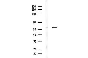 Western blot analysis of lysates from Hela cells(heat-shock,45 min treatment), using RCN2 Antibody at 1/1000 dilution.