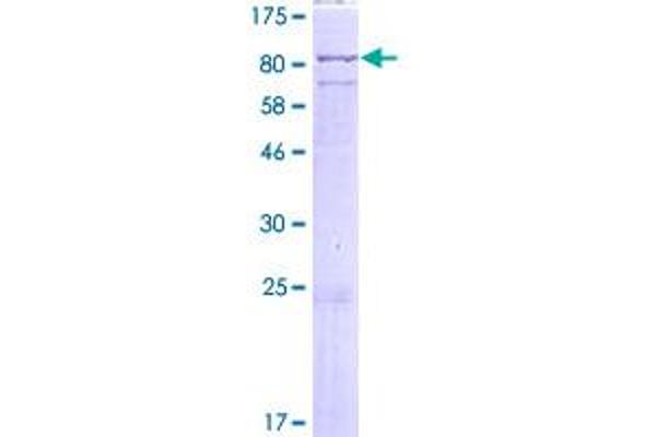 LINGO2 Protein (AA 1-606) (GST tag)
