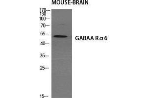 Western Blot (WB) analysis of specific cells using GABAA Ralpha6 Polyclonal Antibody.