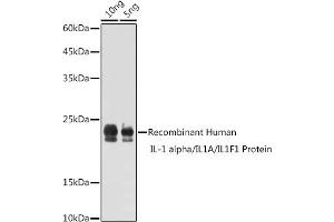 Western blot analysis of extracts of Recombinant Human IL-1 alpha/IL1A/IL1F1 Protein, using IL1A antibody (ABIN6129280, ABIN6142331, ABIN6142332 and ABIN6217051) at 1:1000 dilution. (IL1A antibody  (AA 112-271))