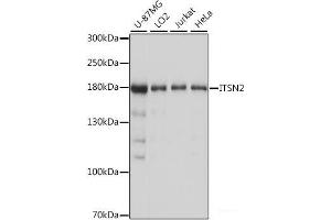 Western blot analysis of extracts of various cell lines using ITSN2 Polyclonal Antibody at dilution of 1:1000. (Intersectin 2 antibody)