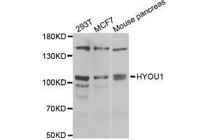 Western blot analysis of extracts of various cell lines, using HYOU1 antibody. (HYOU1 antibody)