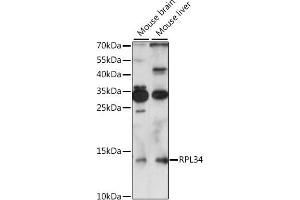 Western blot analysis of extracts of various cell lines, using RPL34 antibody (ABIN7270003) at 1:1000 dilution. (RPL34 antibody  (AA 1-117))
