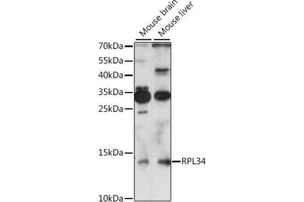 RPL34 抗体  (AA 1-117)