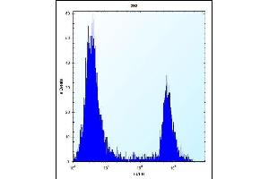 ANGPTL7 Antibody (C-term) (ABIN656573 and ABIN2845834) flow cytometric analysis of 293 cells (right histogram) compared to a negative control cell (left histogram). (ANGPTL7 antibody  (C-Term))