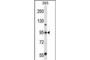 Western blot analysis in 293 cell line lysates (35ug/lane). (FOXP4 antibody  (C-Term))