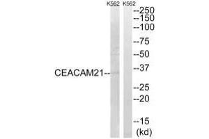 Western blot analysis of extracts from K562 cells, using CEACAM21 antibody. (CEACAM21 antibody)