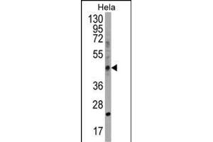 CHID1 Antibody (C-term) (ABIN1537056 and ABIN2848781) western blot analysis in Hela cell line lysates (35 μg/lane).