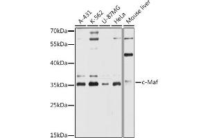 Western blot analysis of extracts of various cell lines, using c-Maf antibody (ABIN6132324, ABIN6143427, ABIN6143428 and ABIN6216457) at 1:3000 dilution. (MAF antibody  (AA 314-403))