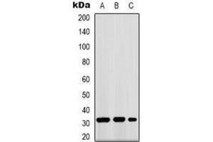 Western blot analysis of GPR40 expression in K562 (A), mouse kidney (B), COS7 (C) whole cell lysates. (FFAR1 antibody)